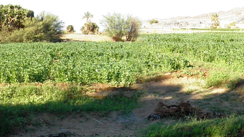 Tariq’s Notes in Wadi Halfa Tariq’s Notes in Wadi Halfa