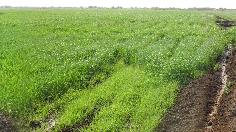 Tariq’s Notes from New&nbsp;Halfa