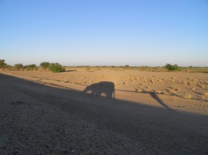 Elephant shadows